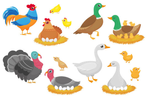 Farm Birds - Download Now